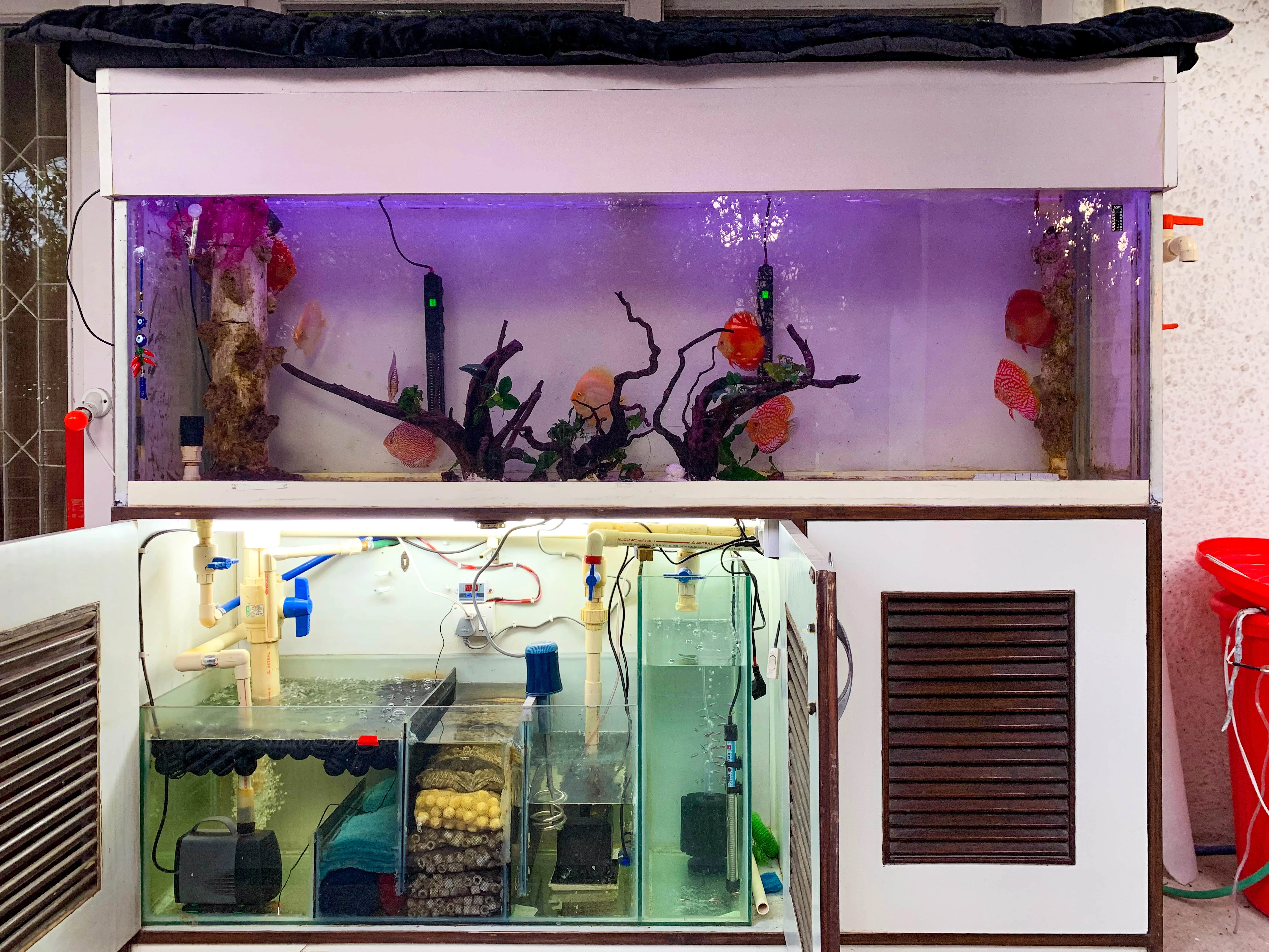 Image of the aquarium